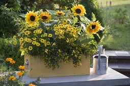 Yellow box with Helianthus, Coreopsis 'Gold Nugget'