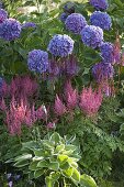 A bed of blue hydrangea and astilbe