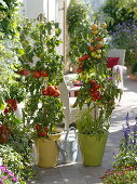 Tomatoes in pot left 'diploma' right 'Country Taste'
