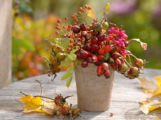 Autumn bouquet with roses (rosehip) and fruit stalls of Euonymus