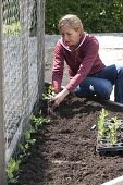 Create trapeze beds as a vegetable and herb garden