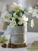 Small bouquet of Helleborus niger with Pinus