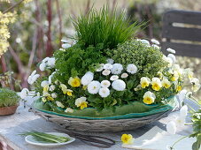 Herb nest with chives, lemon thyme