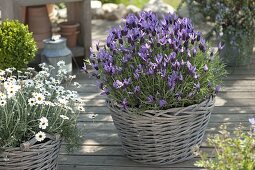 Spanish lavender 'Papillon', Leucanthemum hosmariense