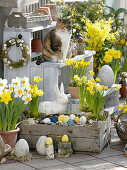 Wooden box with Narcissus 'Tete A Tete' (narcissus) as Easter basket