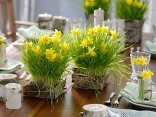 Tischdeko mit Weizengras, Narzissen und Birke
