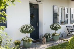 Hauseingang mit Argyranthemum frutescens 'Stella 2000', 'Duplo White'