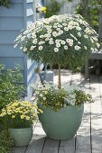 Marguerite stems with balcony flowers