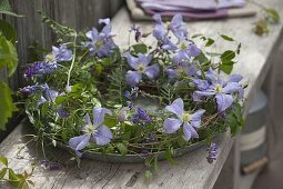 Wreath of Clematis (Wood Vine) and Vicia cracca (Bird Vetch)