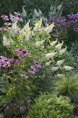 Beet mit Buddleia Buzz 'Ivory' (Sommerflieder), Echinacea purpurea 'Magnus'