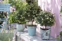 Myrtus communis, flowering trunks in turquoise pots