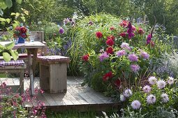 Summer bed with Dahlia, Gladiolus, Spartina