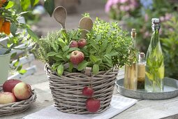 Plant the herb basket