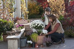 Woman planting terracotta pots with white chrysanthemum stems