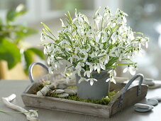 Galanthus (Snowdrop) bouquet
