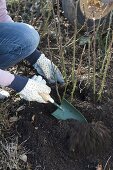 Woman distributes compost around pink (rose)