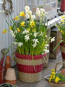 Narcissus 'White Tete-a-Tete', 'Jetfire', 'Bridal Crown' (daffodils)