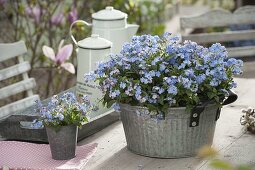 Zinc containers planted with Myosotis 'Myomark' (forget-me-nots)