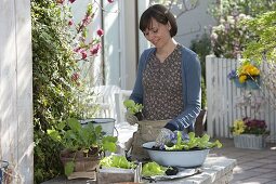 Emaille - Schüssel mit Salat und Hornveilchen bepflanzen