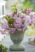 Small bouquet of Prunus Sargentii 'Accolade' (Japanese ornamental cherry)