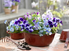 Alte Emaille-Schüssel bepflanzt mit Viola wittrockiana (Stiefmütterchen)