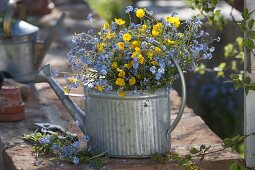 Blau-gelber Frühlingsstrauß in Zink-Gießkanne als Vase