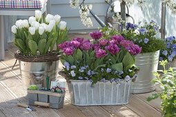 Tulipa 'Arctic Lilac Star' (Tulpen) und Viola cornuta (Hornveilchen)