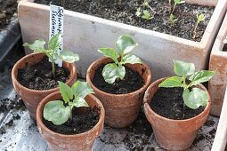 Young plants of Thunbergia alata (Black-eyed Susanne) in clay pots