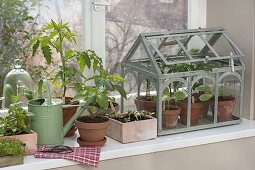 Growing vegetables on the windowsill