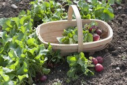 Radishes (Raphanus sativus) lie in the basket and in the vegetable bed
