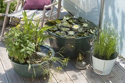 Mini ponds on the terrace: Nymphaea 'Marliacea Chromatella'