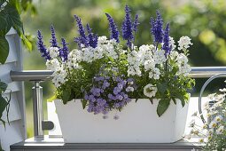 Plant wooden box blue and white
