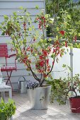 Rote Johannisbeere 'Rolan' (Ribes rubrum) mit Brachyscome