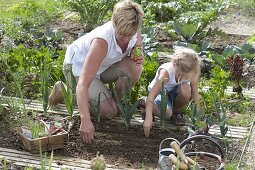 Mutter und Tochter säen Spinat (Spinacia oleracea) ins Gemüsebeet