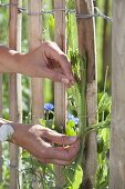 Frau pflanzt Wicken an ländlichen Staketen-Zaun