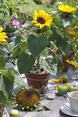 Sowing sunflowers in clay box
