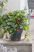 Frau pflanzt Erdbeeren in großen Kübel
