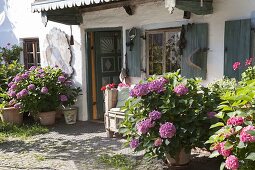 Hydrangea (Hortensien) in grossen Kübeln vor altem Bauernhaus