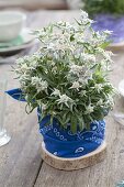 Unusual table decoration with Leontopodium nivale (edelweiss)