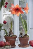 Hippeastrum 'Orange Souvereign' and Hummingbird 'Red' in clay pots