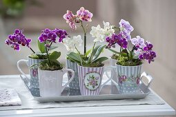 Tassen mit Mini - Orchideen Phalaenopsis 'Little Lady' (Malayenblumen