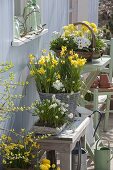 Weiß - gelbe Frühling - Terrasse