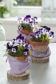 Viola cornuta 'Purple & White' (Hornveilchen) in Tontöpfen