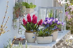 Hyacinthus 'Holly Hock' (hyacinths), Muscari 'Blue Pearl' (grape hyacinths)