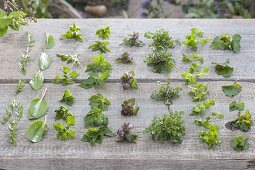 Tableau of edible wild herbs for the spring cure