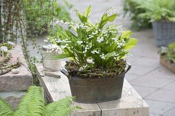 Convallaria (Lily of the Valley) with wreath of twigs in tin tub