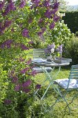 Seat under the lilac bush