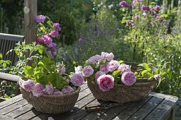 Baskets with freshly cut Rosa 'Sir Walter Raleigh' (English Rose)