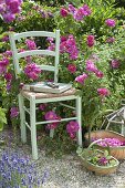 Stuhl vor Rosa gallica officinalis (Apothekerrose), historisch, einmalblühend