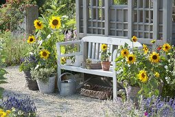 Bank zwischen Sonnenblumen am Gartenhaus